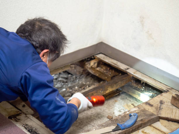 Best Certified Mold Removal  in Kekoskee, WI