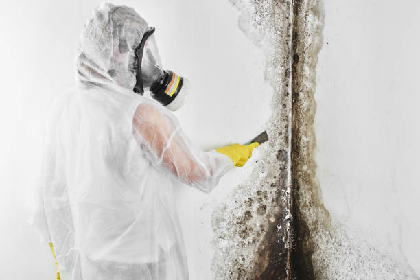Best Mold Testing  in Kekoskee, WI