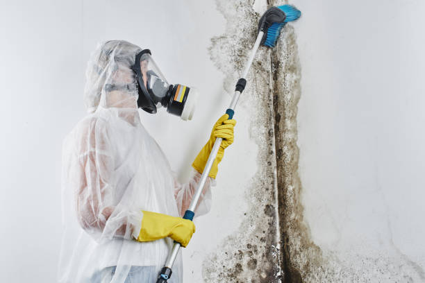 Best Home Mold Removal  in Kekoskee, WI