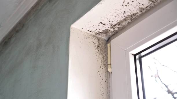 Best Black Mold Removal  in Kekoskee, WI