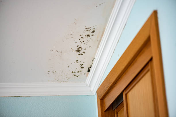 Best Professional Mold Removal  in Kekoskee, WI
