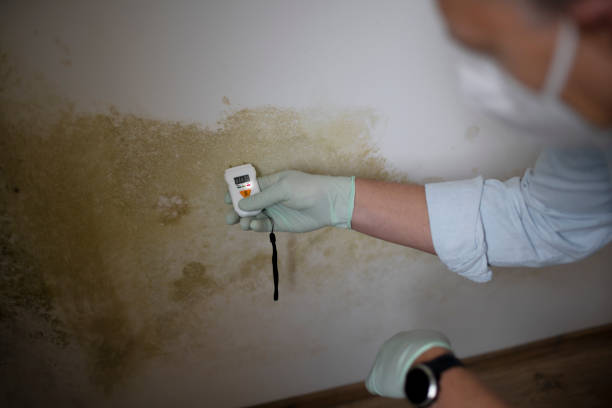 Best Attic Mold Removal  in Kekoskee, WI
