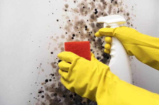 Attic Mold Removal in Kekoskee, WI