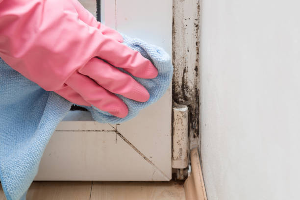 Best Commercial Mold Removal  in Kekoskee, WI