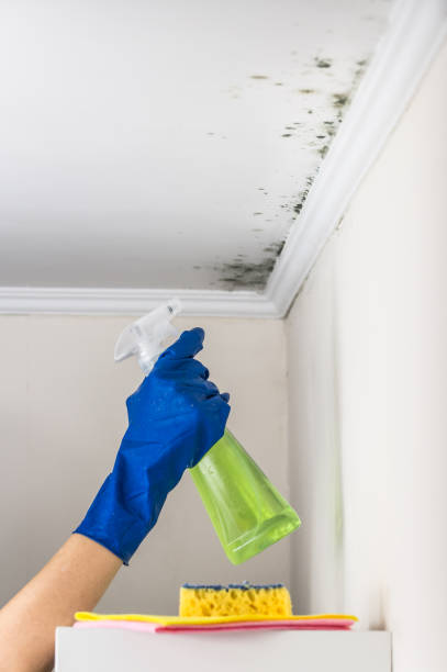 Home Mold Removal in Kekoskee, WI